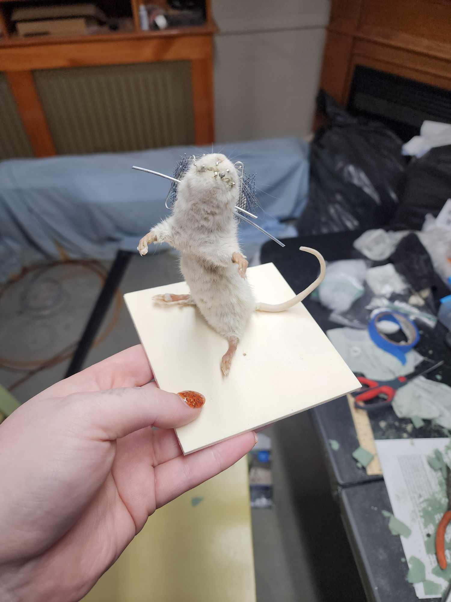 Rat Taxidermy – The curiosity cabinet of Charlotte Webb