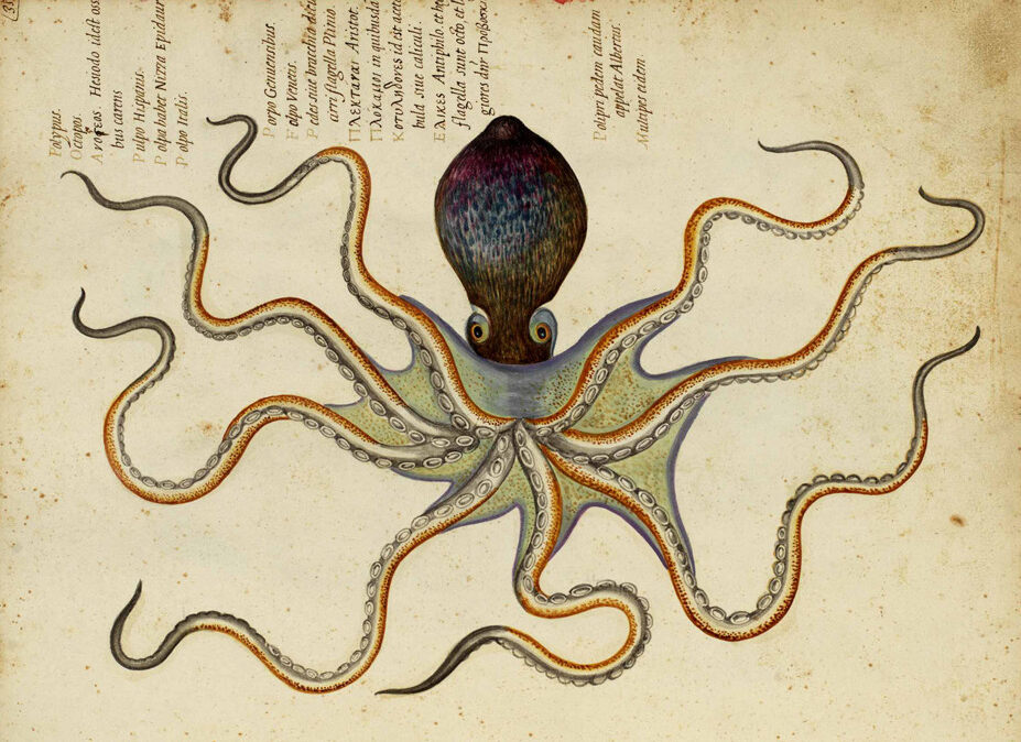 “The incredible vanishing book convention: a null-space symposium”